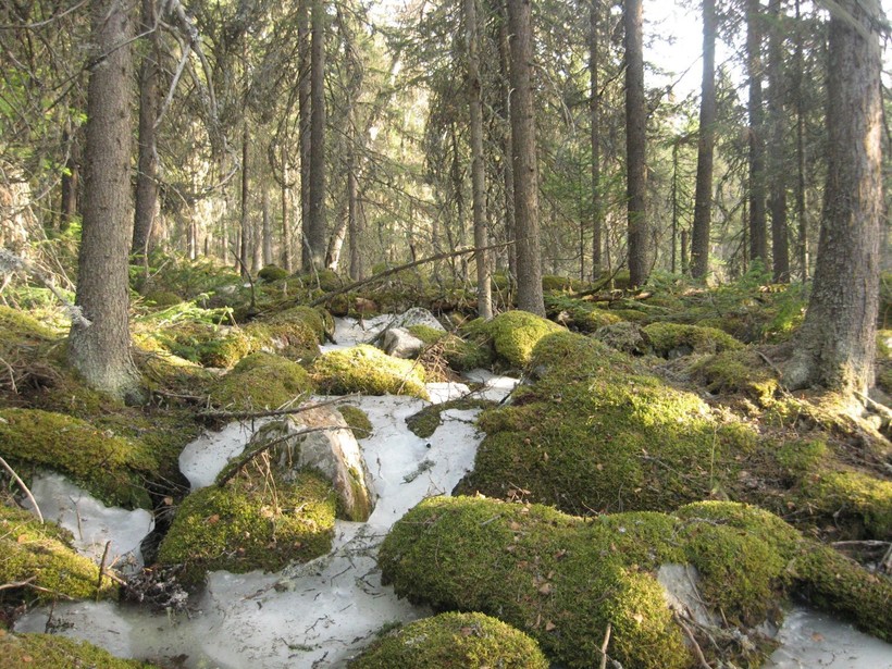 Лес у горы Иремель
