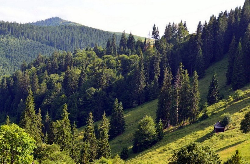 Лес Карпат