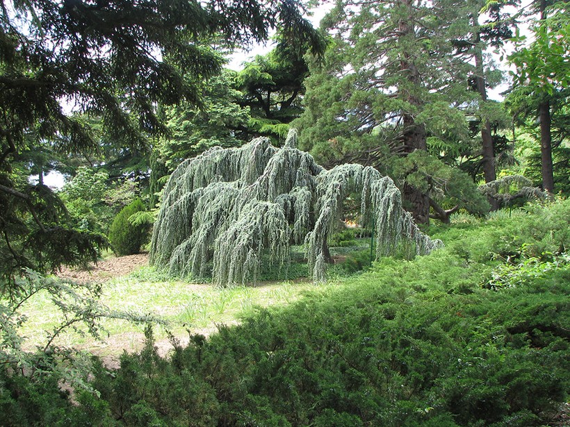 Флора региона