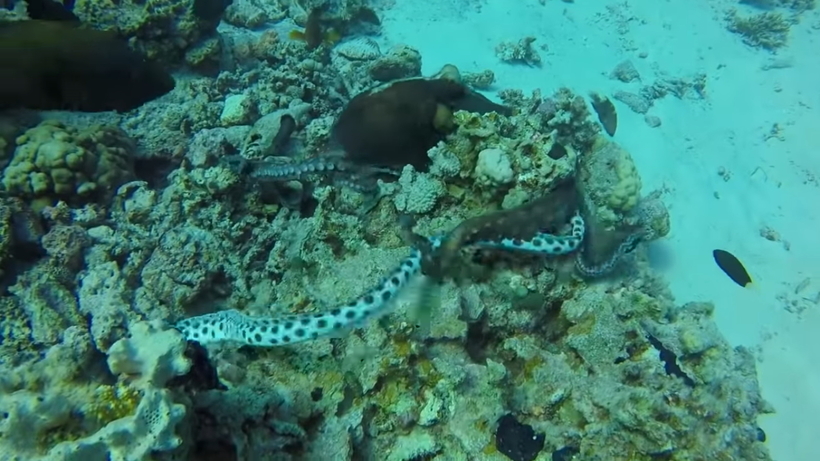 Видео: Яростная подводная схватка осьминога с ядовитой змеей