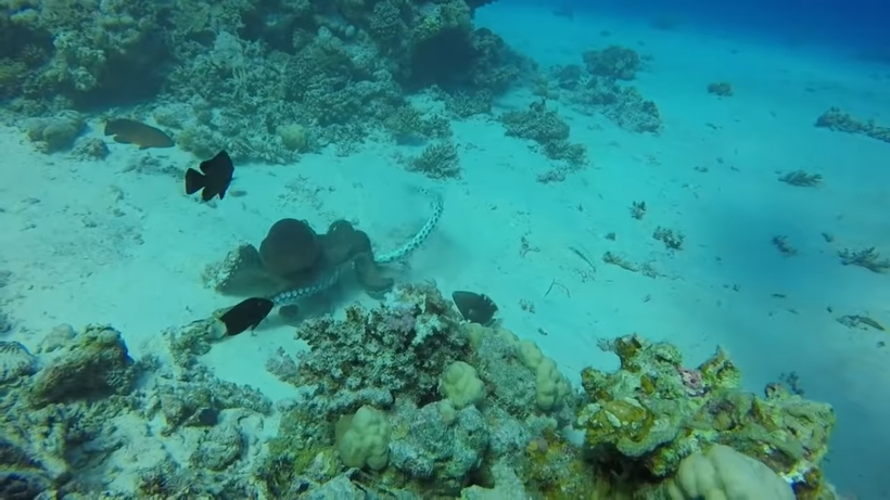 Видео: Яростная подводная схватка осьминога с ядовитой змеей