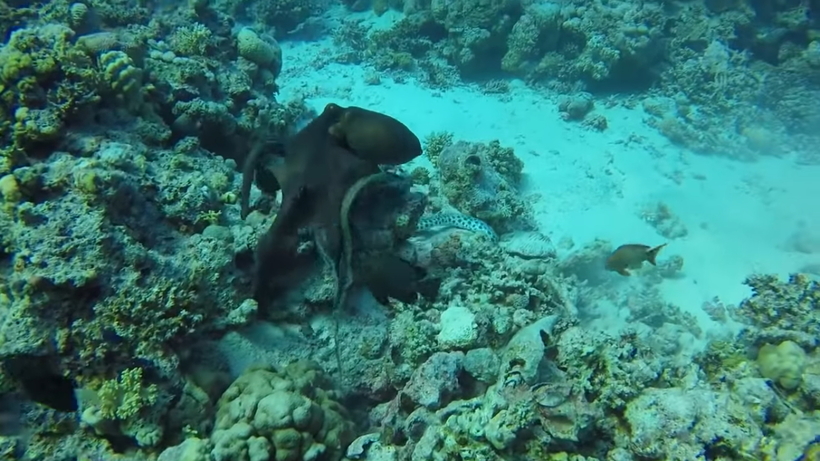 Видео: Яростная подводная схватка осьминога с ядовитой змеей