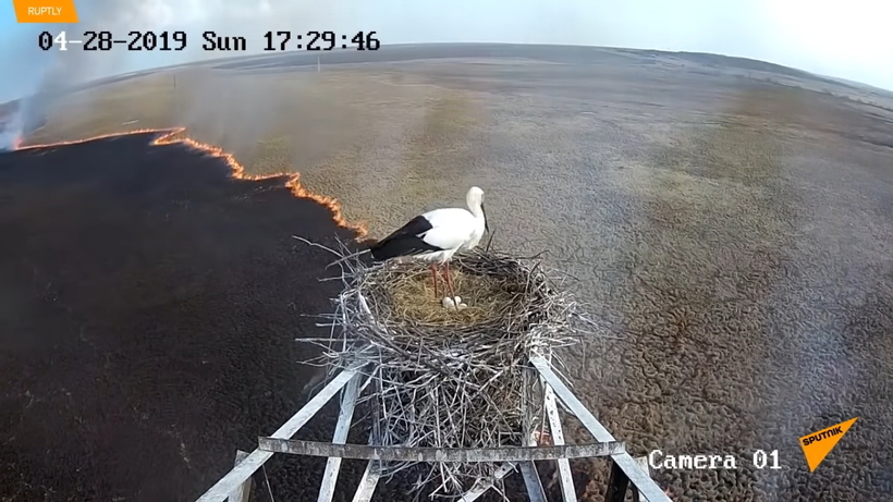 Блог - Видео: Пожар подходит все ближе, но аист стоит в гнезде, не в силах бросить птенцов Видео: Пожар подходит все ближе, но аист стоит в гнезде, не в силах бросить птенцов
