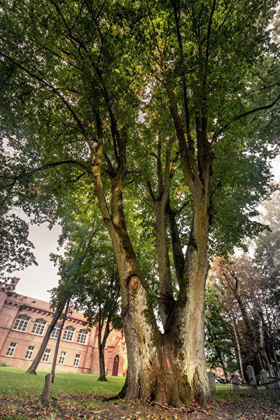 Липа Раудонского замка Липа Раудонского замка