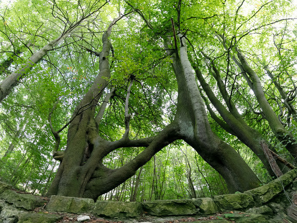 Дерево Нелли (Англия) Дерево Нелли (Англия)