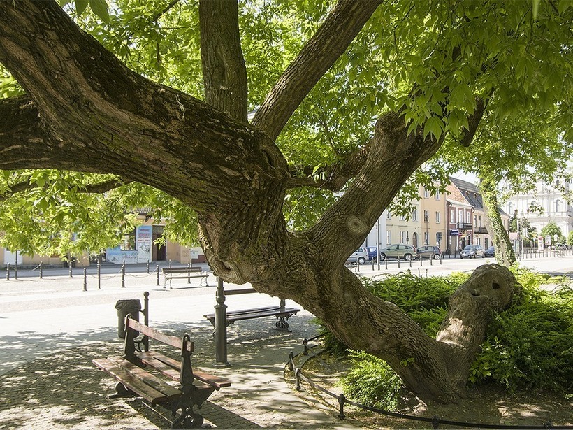Коленопреклоненное дерево (Польша) Коленопреклоненное дерево (Польша)
