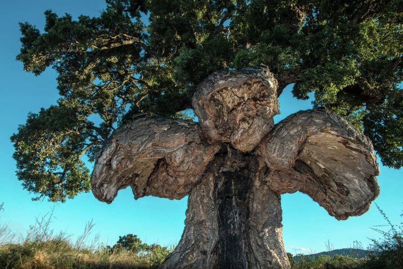 Дерево-птица (Франция) Дерево-птица (Франция)