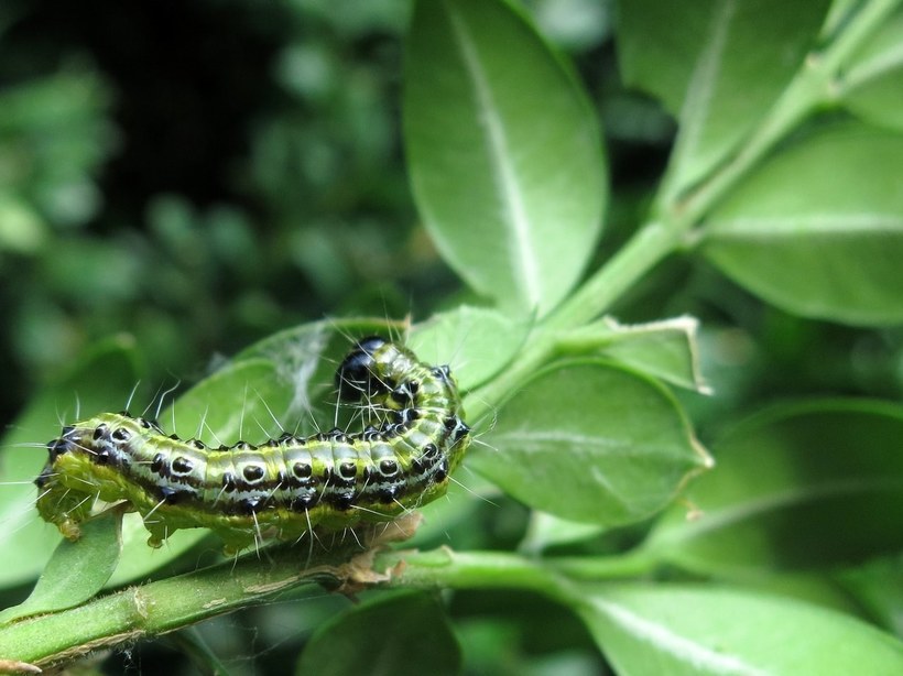 Исчезновение самшитовых лесов: история экологической катастрофы на юге России