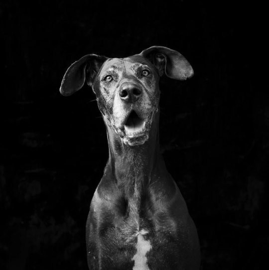 Трогательный фотопроект о черных кошках и собаках, который поможет им найти дом