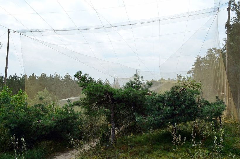 Куршская коса: каким способом орнитологи отлавливают птиц для кольцевания и изучения