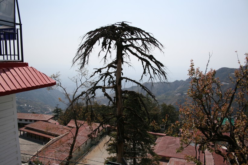 Расслабленный Массури