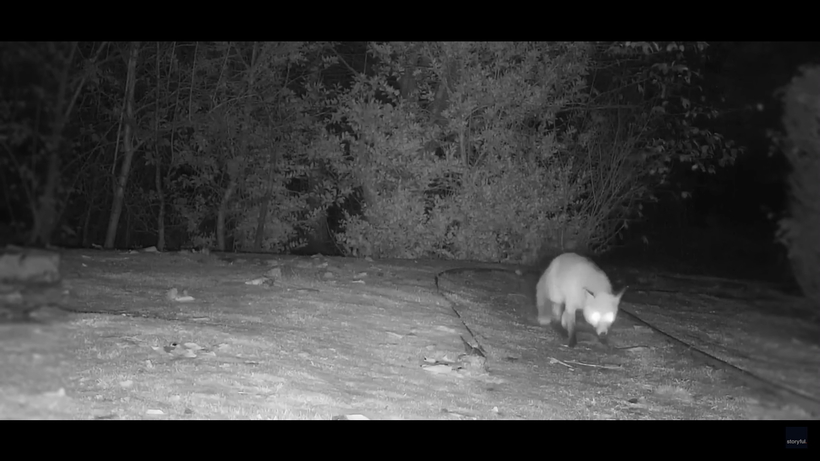 Видео: Так кто же кого догоняет — хитрая лиса бегает от барсука вокруг куста