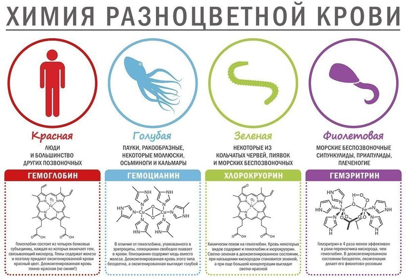Блог - Не такие, как все: животные с синей, зеленой и фиолетовой кровью Не такие, как все: животные с синей, зеленой и фиолетовой кровью