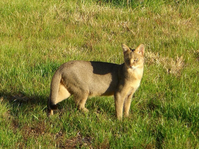 Камышовый кот