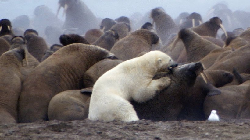 Блог - Видео: Белый медведь против целой колонии моржей Видео: Белый медведь против целой колонии моржей