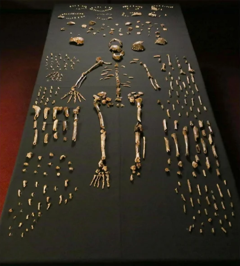 Homo naledi может отнять у человека умелого звание первого представителя рода Homo