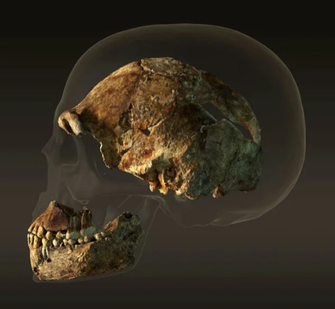 Сравнение черепов современного человека и Homo naledi