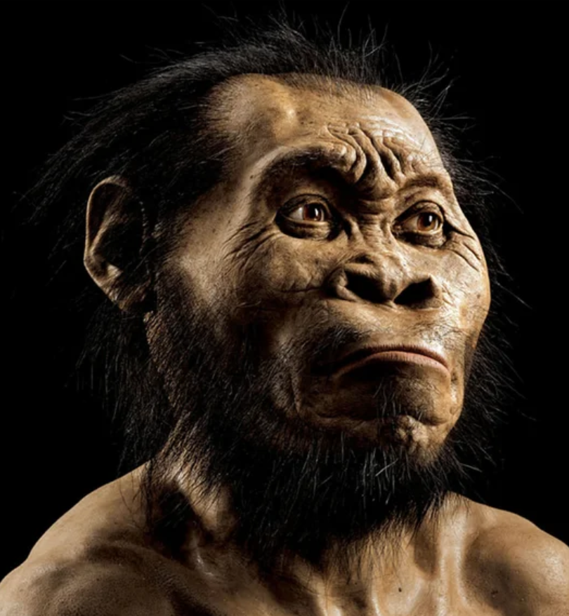 Реконструкция внешнего вида Homo naledi
