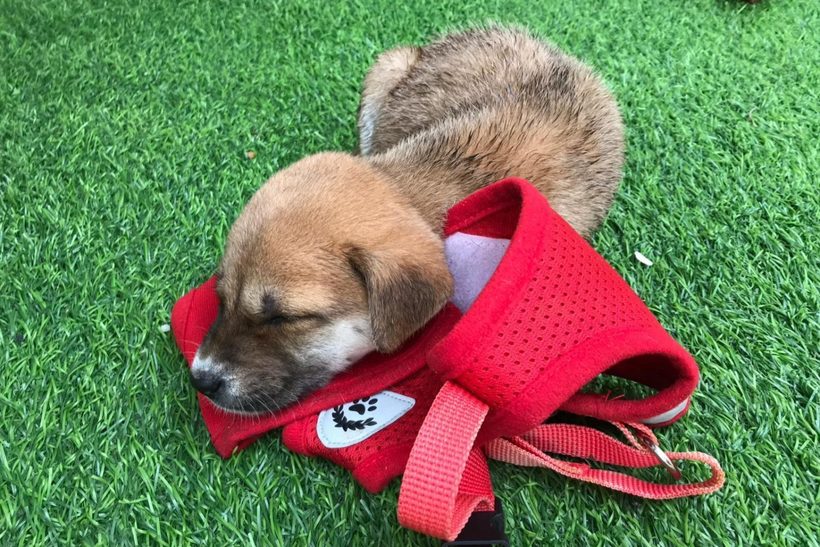 Отель на Бали предлагает отдых со щенками