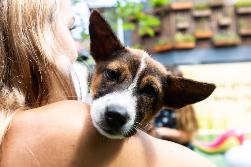 Отель на Бали предлагает отдых со щенками