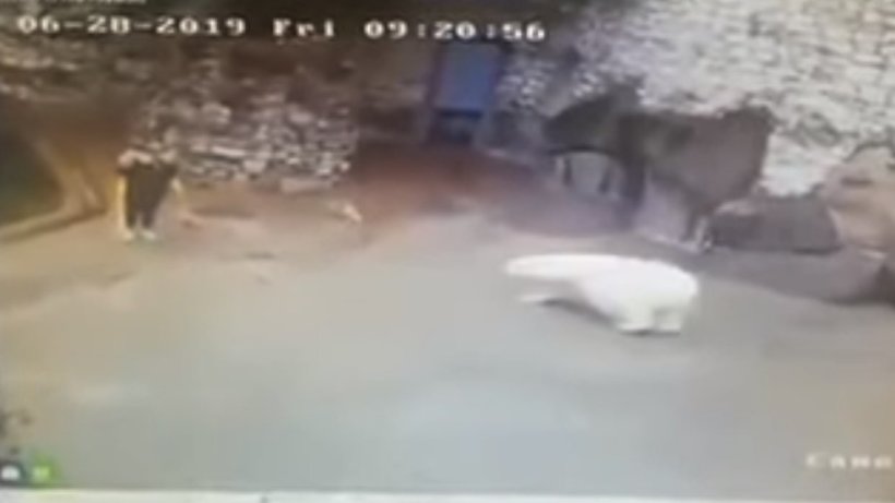 Блог - Видео: Уборщица в зоопарке пытается веником отбиться от белого медведя Видео: Уборщица в зоопарке пытается веником отбиться от белого медведя