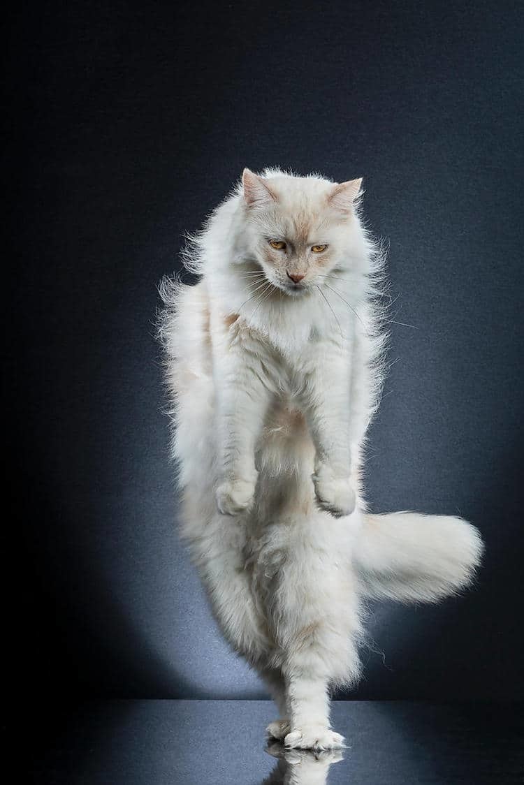 Блог - Фотограф снимает кошек, стоящих на двух лапах, и эти портреты просто волшебные Фотограф снимает кошек, стоящих на двух лапах, и эти портреты просто волшебные