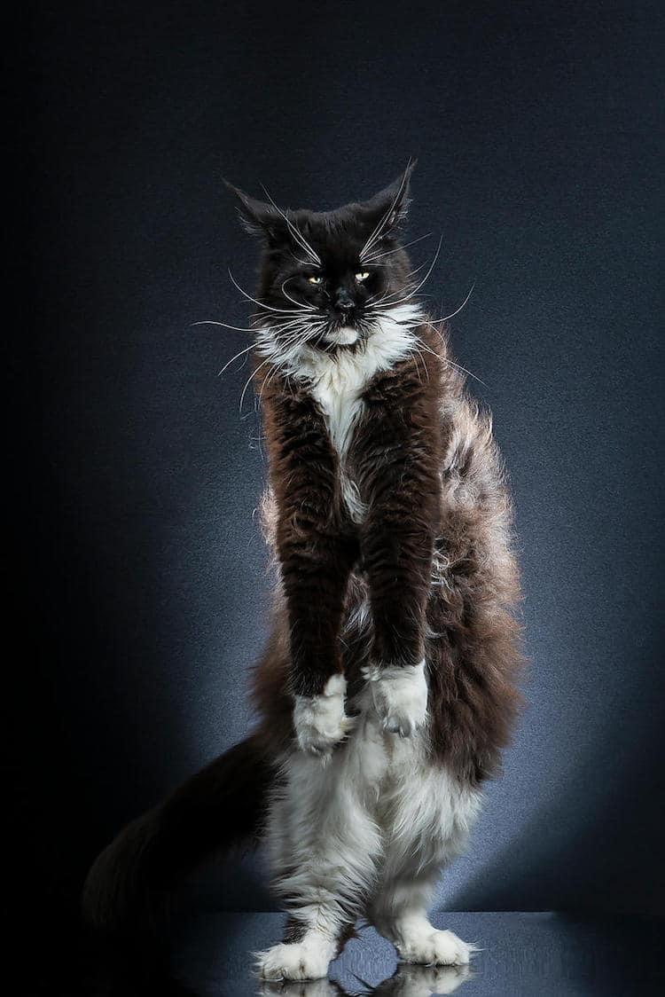 Блог - Фотограф снимает кошек, стоящих на двух лапах, и эти портреты просто волшебные Фотограф снимает кошек, стоящих на двух лапах, и эти портреты просто волшебные