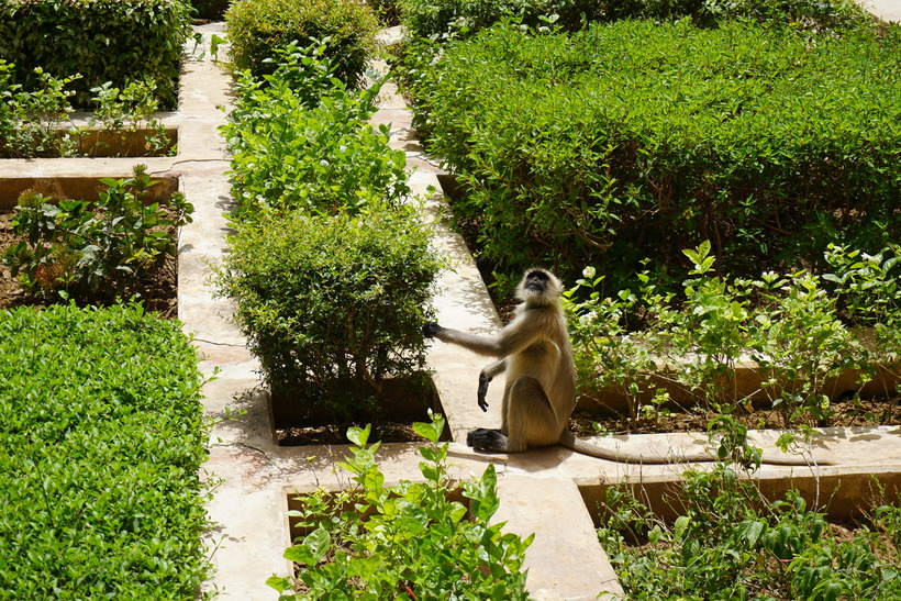 Чего ожидать, когда выходишь замуж за индийца