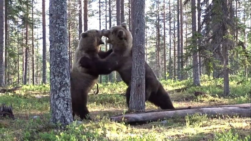 Блог - Видео: Самый зрелищный бой медведей — громадная мощь и сила во всей красе Видео: Самый зрелищный бой медведей — громадная мощь и сила во всей красе