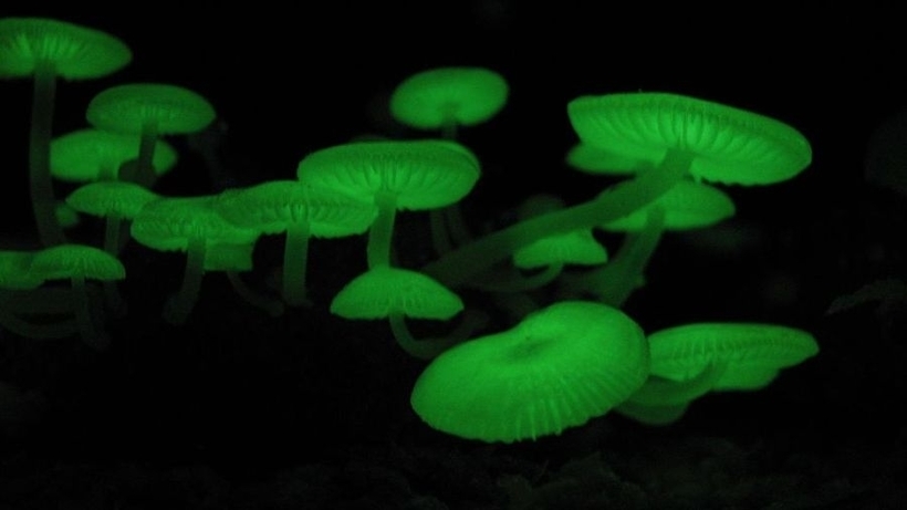 Mycena chlorophos Mycena chlorophos