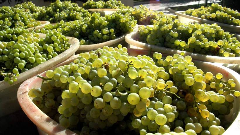 Блог - От пива до шоколада: какие продукты исчезнут из-за глобального потепления От пива до шоколада: какие продукты исчезнут из-за глобального потепления
