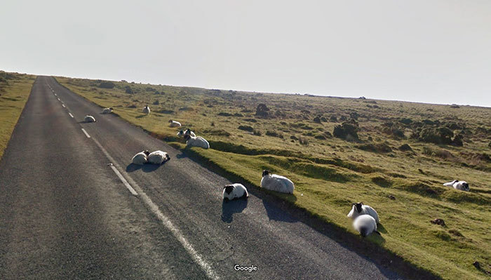 Блог - 20 лучших случайно сделанных снимков животных от Google Street View 20 лучших случайно сделанных снимков животных от Google Street View