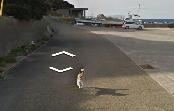 Блог - 20 лучших случайно сделанных снимков животных от Google Street View 20 лучших случайно сделанных снимков животных от Google Street View