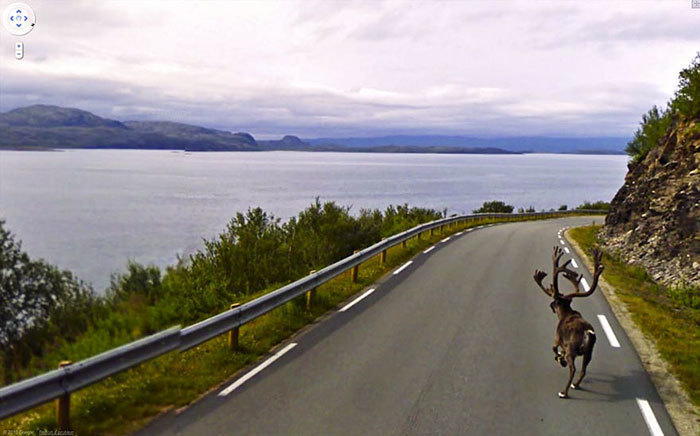 Блог - 20 лучших случайно сделанных снимков животных от Google Street View 20 лучших случайно сделанных снимков животных от Google Street View
