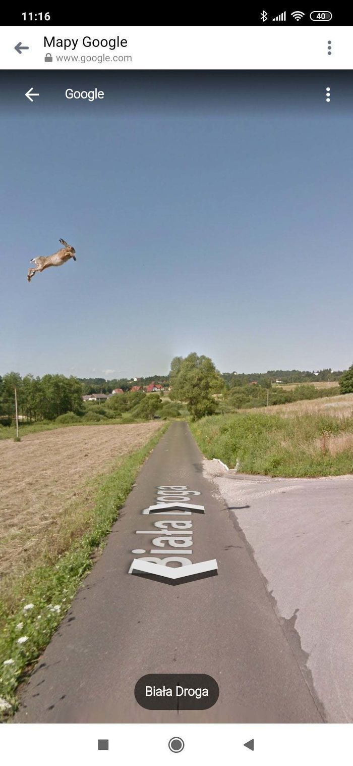 Блог - 20 лучших случайно сделанных снимков животных от Google Street View 20 лучших случайно сделанных снимков животных от Google Street View