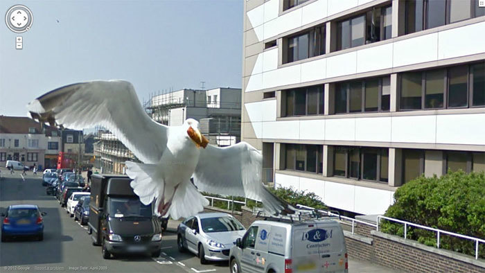 Блог - 20 лучших случайно сделанных снимков животных от Google Street View 20 лучших случайно сделанных снимков животных от Google Street View