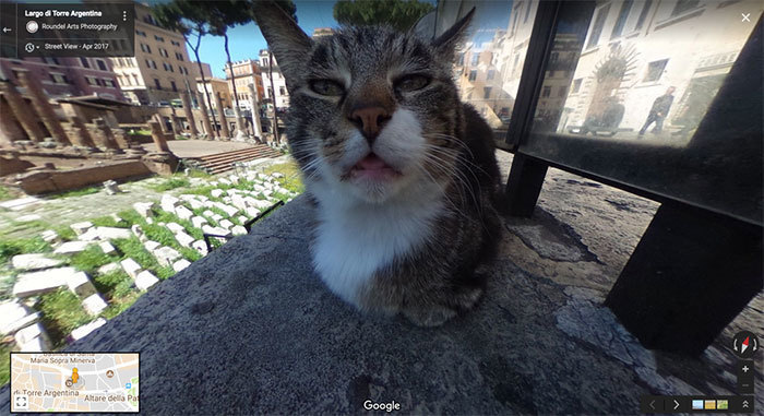 Блог - 20 лучших случайно сделанных снимков животных от Google Street View 20 лучших случайно сделанных снимков животных от Google Street View