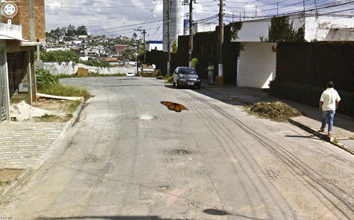 Блог - 20 лучших случайно сделанных снимков животных от Google Street View 20 лучших случайно сделанных снимков животных от Google Street View