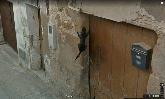 Блог - 20 лучших случайно сделанных снимков животных от Google Street View 20 лучших случайно сделанных снимков животных от Google Street View
