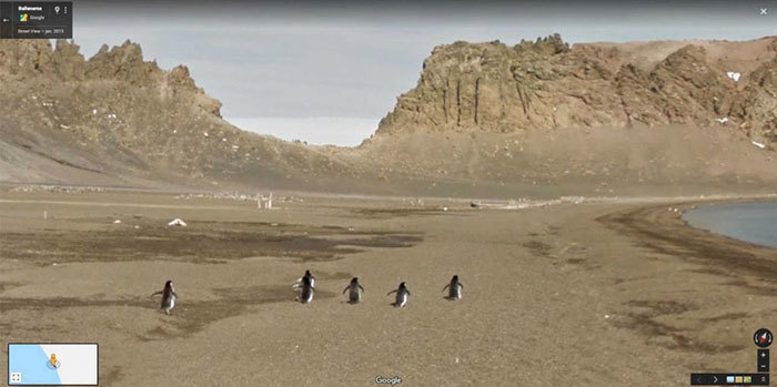 Блог - 20 лучших случайно сделанных снимков животных от Google Street View 20 лучших случайно сделанных снимков животных от Google Street View