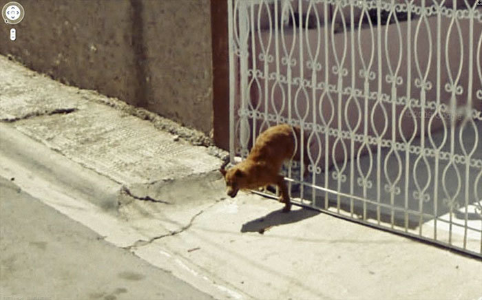 Блог - 20 лучших случайно сделанных снимков животных от Google Street View 20 лучших случайно сделанных снимков животных от Google Street View