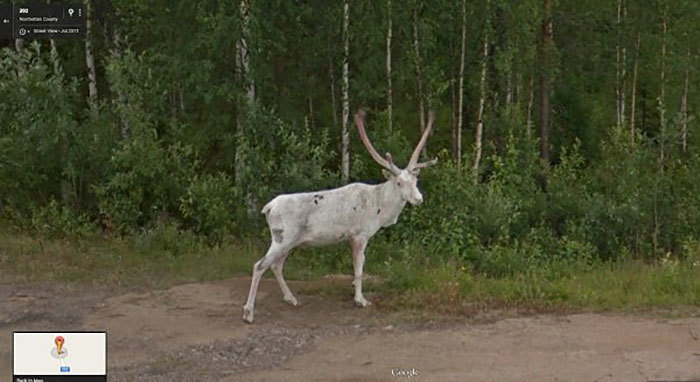 Блог - 20 лучших случайно сделанных снимков животных от Google Street View 20 лучших случайно сделанных снимков животных от Google Street View