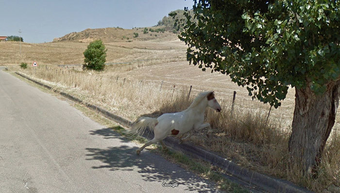 Блог - 20 лучших случайно сделанных снимков животных от Google Street View 20 лучших случайно сделанных снимков животных от Google Street View