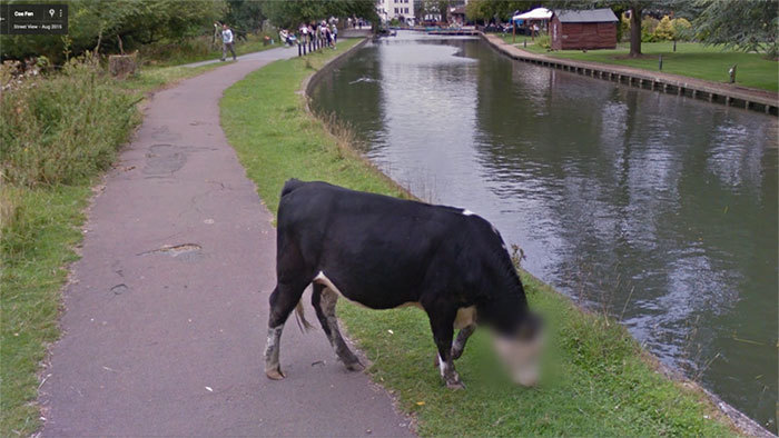 Блог - 20 лучших случайно сделанных снимков животных от Google Street View 20 лучших случайно сделанных снимков животных от Google Street View