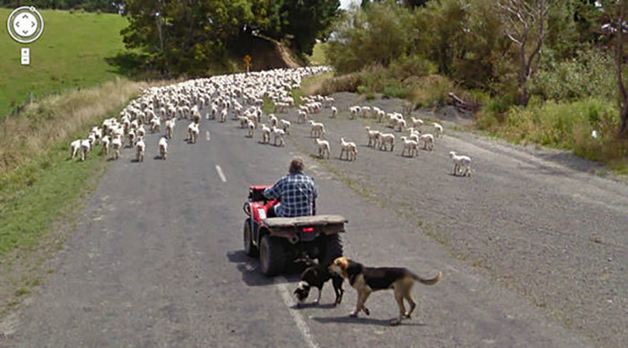 Блог - 20 лучших случайно сделанных снимков животных от Google Street View 20 лучших случайно сделанных снимков животных от Google Street View