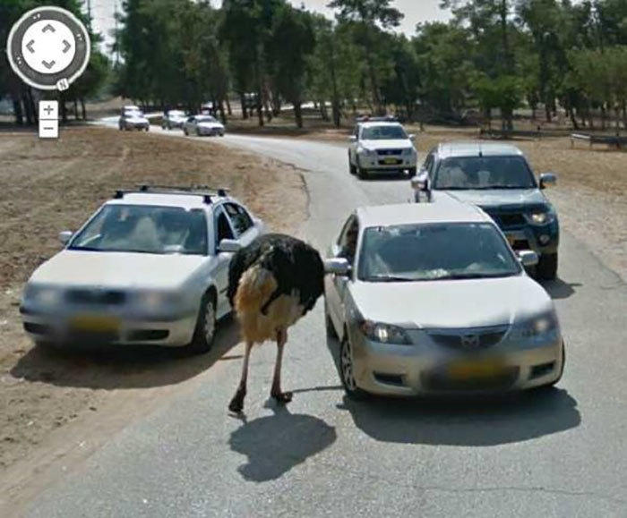 Блог - 20 лучших случайно сделанных снимков животных от Google Street View 20 лучших случайно сделанных снимков животных от Google Street View