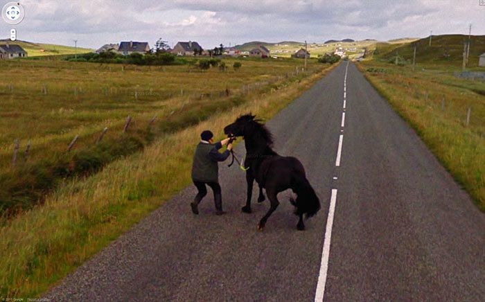 Блог - 20 лучших случайно сделанных снимков животных от Google Street View 20 лучших случайно сделанных снимков животных от Google Street View