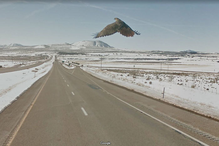 Блог - 20 лучших случайно сделанных снимков животных от Google Street View 20 лучших случайно сделанных снимков животных от Google Street View
