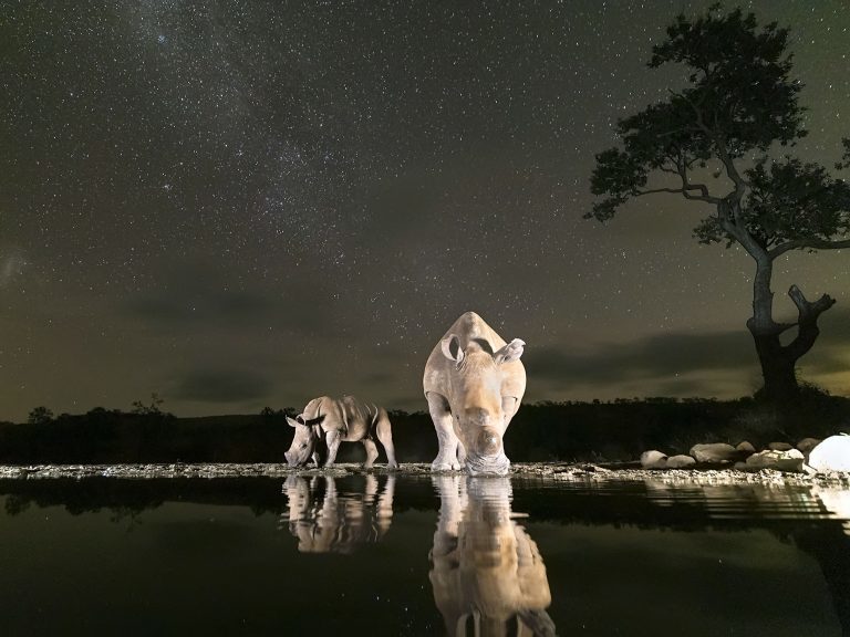 Блог - Фотограф затаился в кустах и запечатлел всех животных, которые пришли на водопой Фотограф затаился в кустах и запечатлел всех животных, которые пришли на водопой