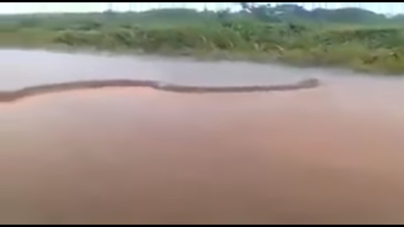 Блог - Бразильский рыбак снял на видео гигантскую анаконду, перегородившую собой всю реку Бразильский рыбак снял на видео гигантскую анаконду, перегородившую собой всю реку